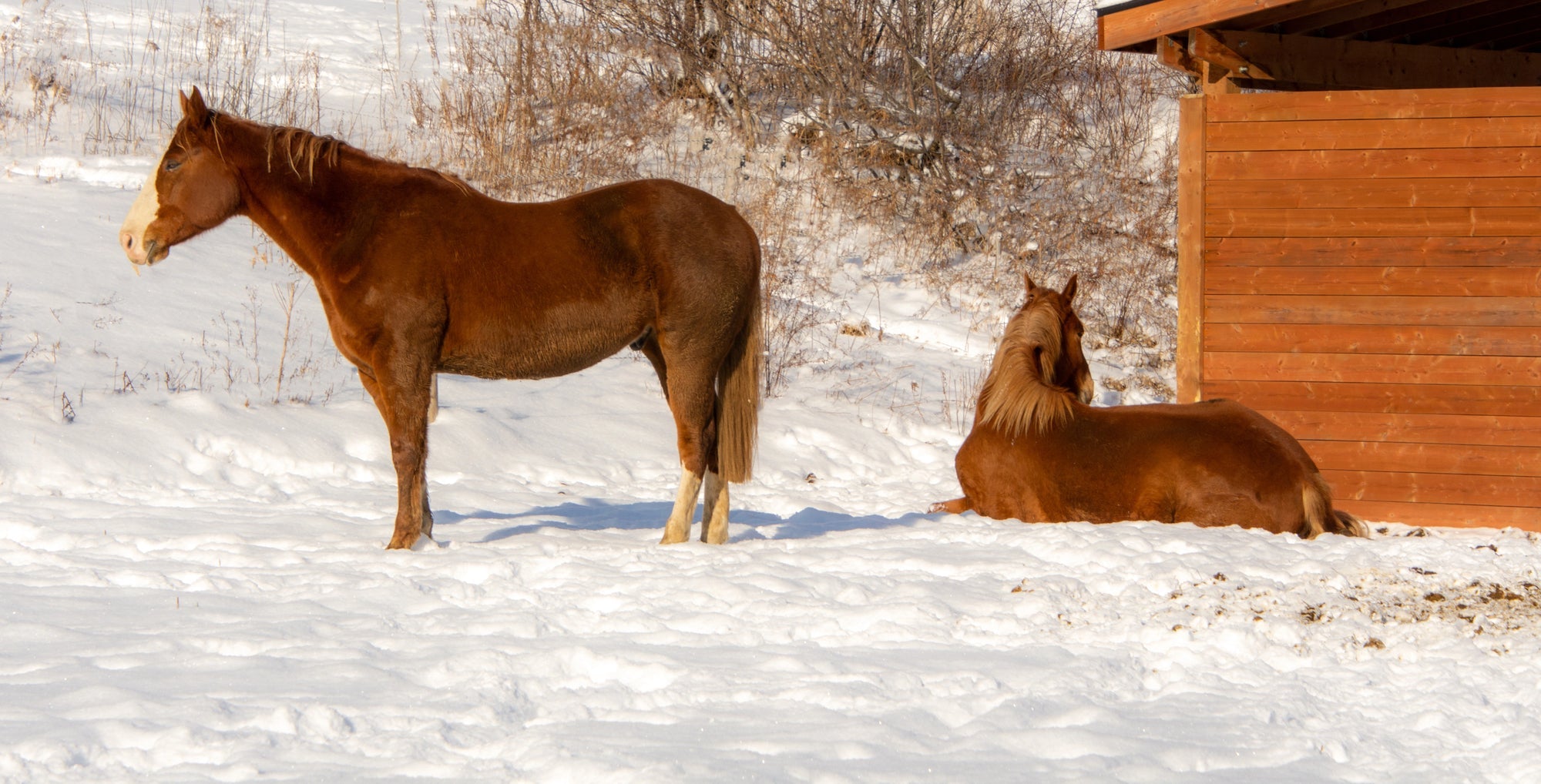 Pferde im Winter im Offenstall: Was du als Pferdebesitzer beachten solltest